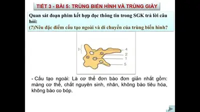 Tìm Hiểu Chi Tiết Về Bài 5 Trùng Biến Hình Và Trùng Giày Tìm Hiểu Chi Tiết Về Bài 5 Trùng Biến Hình Và Trùng Giày
