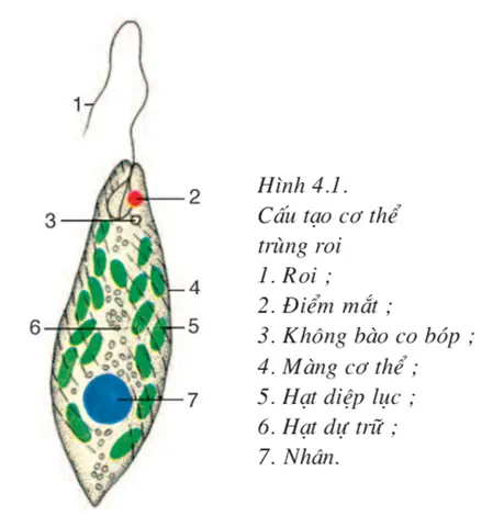 Dinh Dưỡng Của Trùng Giày Và Trùng Roi Hoạt Động Như Thế Nào? Dinh Dưỡng Của Trùng Giày Và Trùng Roi Hoạt Động Như Thế Nào?