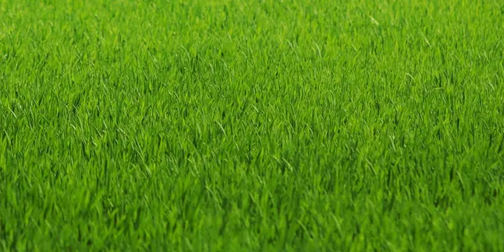 giày đá bóng sân nhân tạo adidas đinh dài