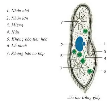 Sơ đồ cấu tạo giày và chú thích chi tiết các bộ phận Sơ đồ cấu tạo giày và chú thích chi tiết các bộ phận