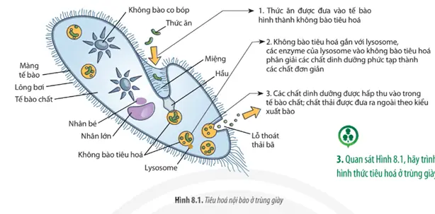 Quá Trình Dinh Dưỡng Của Trùng Giày Diễn Ra Như Thế Nào? Quá Trình Dinh Dưỡng Của Trùng Giày Diễn Ra Như Thế Nào?
