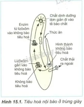 Quá Trình Dinh Dưỡng Của Trùng Giày Diễn Ra Như Thế Nào? Quá Trình Dinh Dưỡng Của Trùng Giày Diễn Ra Như Thế Nào?