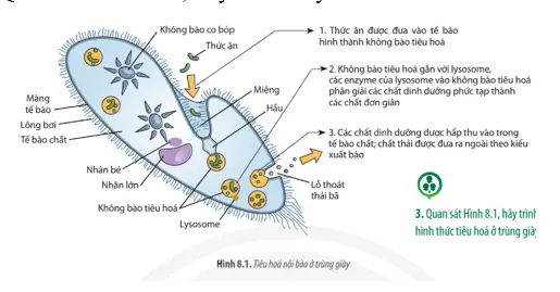 Quan sát Hình 8.1, hãy trình bày hình thức tiêu hóa ở trùng giày. (ảnh 1) Quan sát Hình 8.1, hãy trình bày hình thức tiêu hóa ở trùng giày. (ảnh 1)