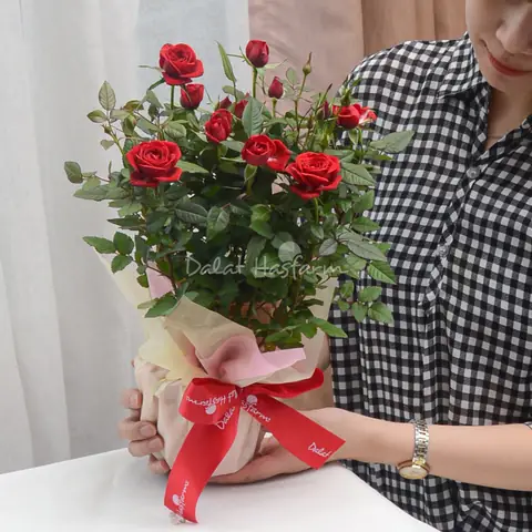 Chậu Giấy Gói Hoa Hồng Trung 080
