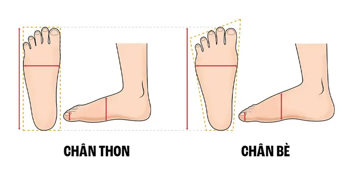 Các loại form chân phổ biến và cách nhận biết Các loại form chân phổ biến và cách nhận biết