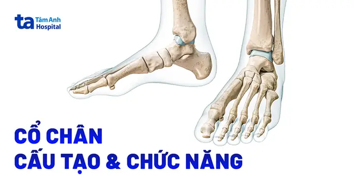 Cổ chân to đi giày như thế nào để thon gọn, hài hòa? Cổ chân to đi giày như thế nào để thon gọn, hài hòa?