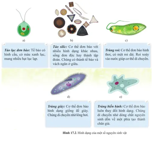 giày 17.3 và 17.1 khác nhau chỗ nào