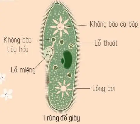 Lông Bơi Của Trùng Giày Có Vai Trò Gì Trong Đời Sống?