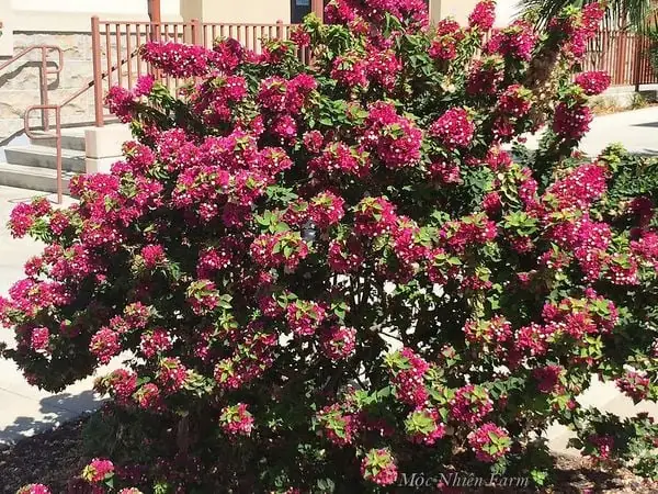 Đặc điểm của cây hoa giấy Mỹ Đặc điểm của cây hoa giấy Mỹ