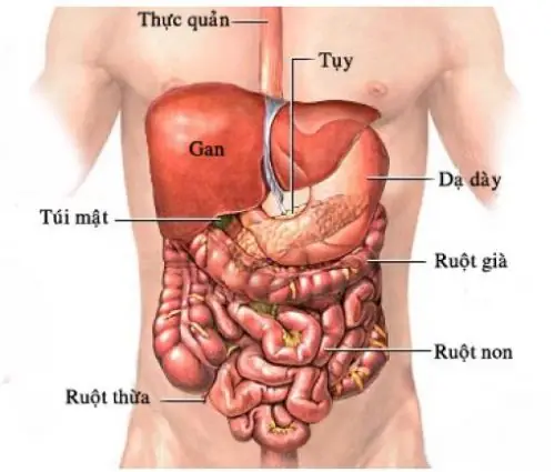 Dạ Dày Là Gì ?