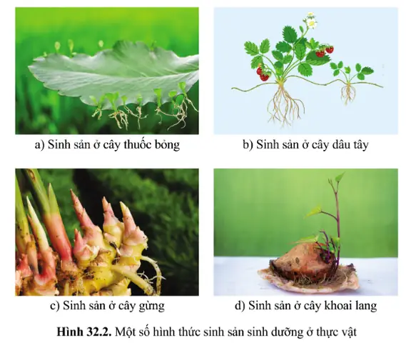 sinh sản phân đôi ở trùng đế giày sinh sản phân đôi ở trùng đế giày