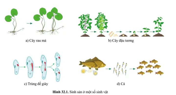sinh sản phân đôi ở trùng đế giày