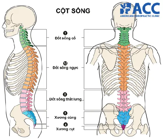 1.3. Thay Đổi Đường Cong Sinh Lý Của Cột Sống 1.3. Thay Đổi Đường Cong Sinh Lý Của Cột Sống