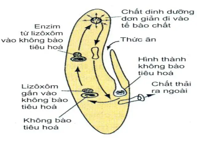 1. Tiêu hóa nội bào là gì?