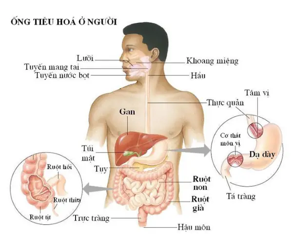 2. Tiêu hóa ngoại bào là gì? 2. Tiêu hóa ngoại bào là gì?