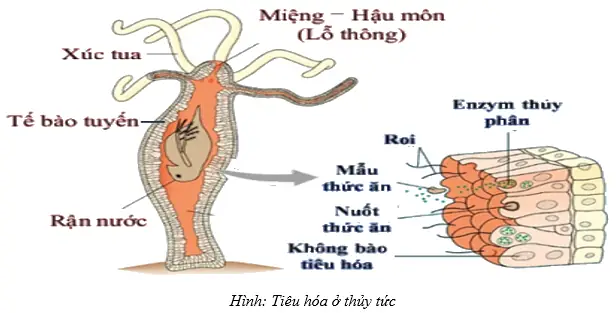 2. Tiêu hóa ngoại bào là gì? 2. Tiêu hóa ngoại bào là gì?