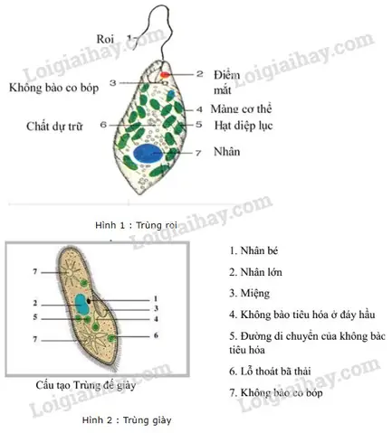 Trùng Đế Giày Di Chuyển Như Thế Nào? Giải Mã Bí Ẩn Về Loài Sinh Vật Ẩn Mình