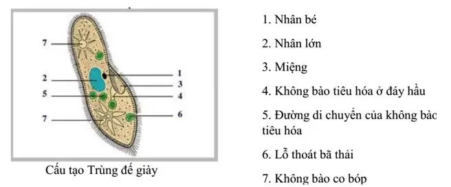 Trùng Đế Giày Di Chuyển Như Thế Nào? Giải Mã Bí Ẩn Về Loài Sinh Vật Ẩn Mình