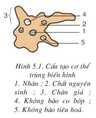 I. Trùng biến hình I. Trùng biến hình