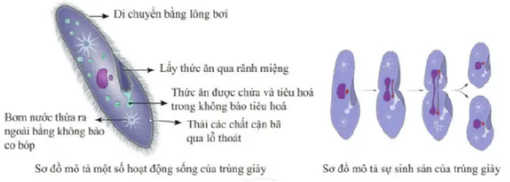 Dùng Giày Lấy Thức Ăn Như Thế Nào: Giải Pháp Bất Đắc Dĩ Trong Tình Huống Khẩn Cấp?